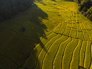 High angle view of rice fields next to streams and forests