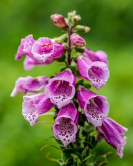 Shallow focus shot of foxglove flowers and buds blooming in the garden with blur green background © Wayne Denny/Wirestock Creators