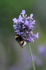 Vertical shot of a buff-tailed bumblebee clinging to a lavender flower, gathering nectar