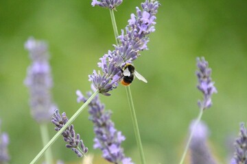 Early bumblebee clinging to a lavender flower gathering nectar in the field