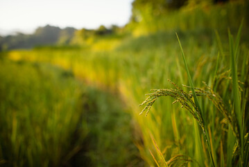 golden rice fields