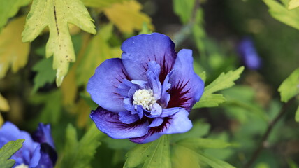 
Beautiful blue and red petals of Hibiscus syriacus flower (Rose of Sharon, rose mallow,...