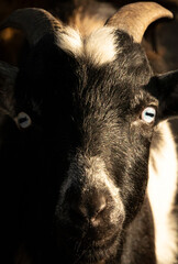 black and white goat close up