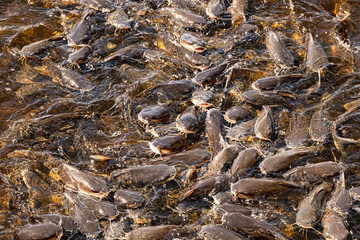 close up of catfish in Florida room for text