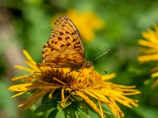 Silver-washed fritillary butterfly feeding on yellow flower nectar in the garden