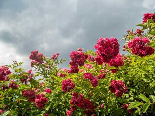 Beautiful shot of red garden roses in the garden under cloudy sky
