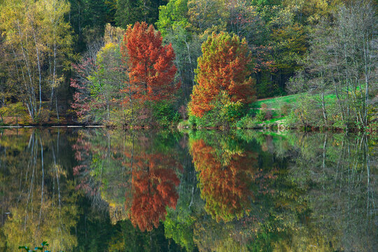Rotgoldener Herbst am Glash&uuml;tter Weiher bei St. Ingbert, Saarland