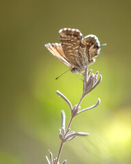 Papillon en macro posé sur une brindille de lavande