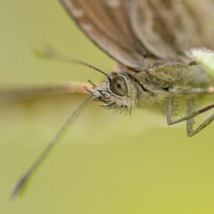 Papillon en macro posé sur une brindille de lavande
