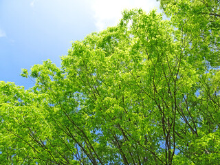 樹木と空樹木と空