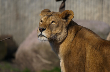 Obraz na płótnie Canvas Lioness closeup image, looking around 