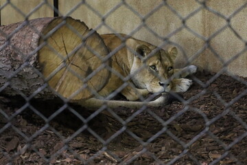 female lion behind a metal fence