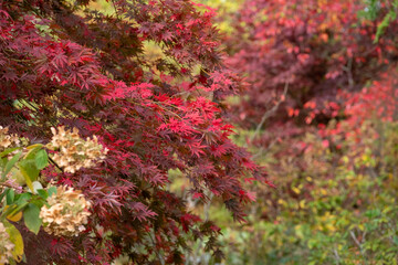 Acer maple trees with leaves changing colour in autumn, photographed in the garden at RHS Wisley, near Woking in Surrey UK.