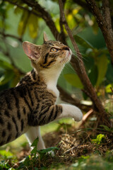 Tabby kitten in a summer garden