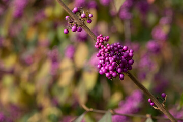 Clusters of pink purple berry fruit of the Callicarpa Bodinieri Imperial Pearl plant, photographed in autumn at RHS Wisley garden, Surrey, UK.