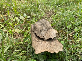Photo of dried plant leaf lying on grass in the morning.