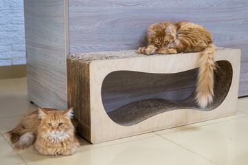 Two red cats sleep on a scratching post. 