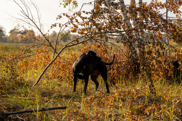 Pies w typie Bull na spacerze, jesienna łąka, kolorowe liście. 