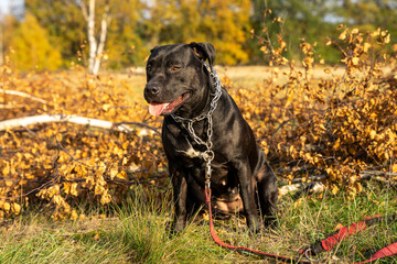 Pies w typie Bull na spacerze, jesienna łąka, kolorowe liście. 