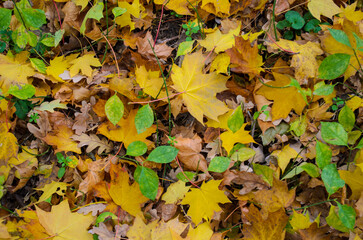 autumn leaves background