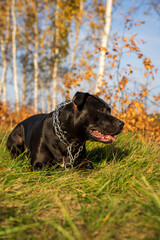 Portret czarnego psa rasy american staffordshire terrier na łące, ujęcie pionowe. W tle kolorowy jesienny las. 