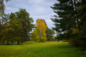 Fototapeta na wymiar autumn trees in the park