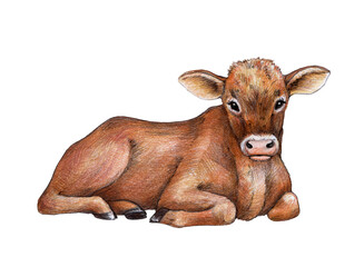 Small calf hand drawn illustration. Cute cow baby farm animal. Laying brown hair young calf watercolor illustration element. Farm domestic animal on white background