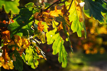 Kolorowe liście dębu na gałęzi w promieniach jesiennego słońca.