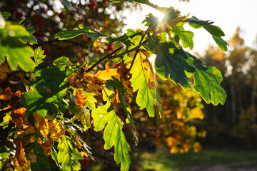 Kolorowe liście dębu na gałęzi w promieniach jesiennego słońca.