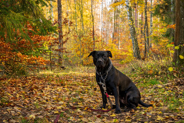 Czarny pies  w kolorowym jesiennym lesie. Leśny krajobraz w jesiennych pomarańczowo-złotych...
