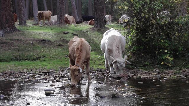 Dos vacas separadas del reba&ntilde;o bebiendo agua del r&iacute;o
