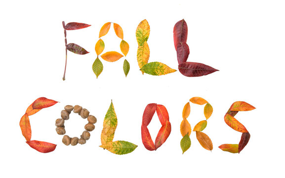 Fall colors -text spelled out in colorful fall leaves and acorns; isolated on white