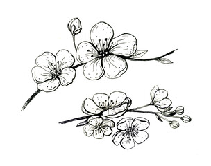 Blooming cherry branch. Sakura spring flowers, isolated hand drawn sketch on white background.