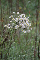 Frost aster