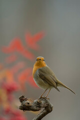 Portrait of a robin on a vine branch looking curiously into the camera with a funny expression and autumn leaves in the background. Piedmont, Italy