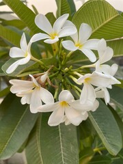 Obraz na płótnie Canvas Image of plumeria flower plant