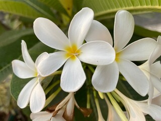 Obraz premium Image of plumeria flower plant