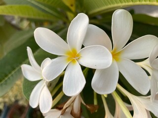 Image of plumeria flower plant