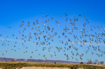 flock of birds