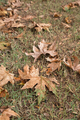 fallen autumn leaves on green grass