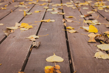 Autumn leaves on wooden board. The fall background. Fallen leaves on planks. Autumn forest. Autumn season landscape. Fallen yellow foilage on the ground.