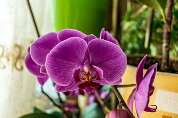 purple orchid on a green background