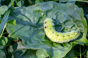 Caterpillar of the Deilephila elpenor. Caterpillar with a horn on its tail. On the palm lies a...