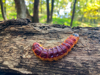 Goat Moth caterpillar - Cossus cossus on a dead tree in the forest