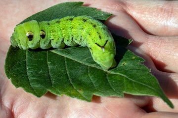 Deilephila elpenor caterpillar. A caterpillar with a horn on its tail in the palm of a person....