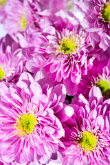 All Saint s Day Flower Chrysanthemums in close view