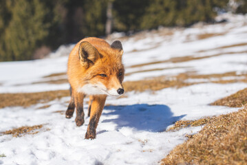Naklejka na ściany i meble Portrait od red fox in winter