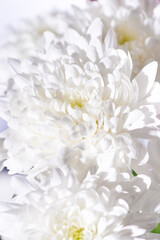 Fototapeta na wymiar All Saint s Day Flower Chrysanthemums in close view