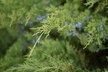 background green juniper branches texture ripe blue berries close-up gradient turquoise color fragrant spice in nature