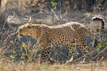 Leopard walking in the grass in Lower Zambezi National Park, Zambia